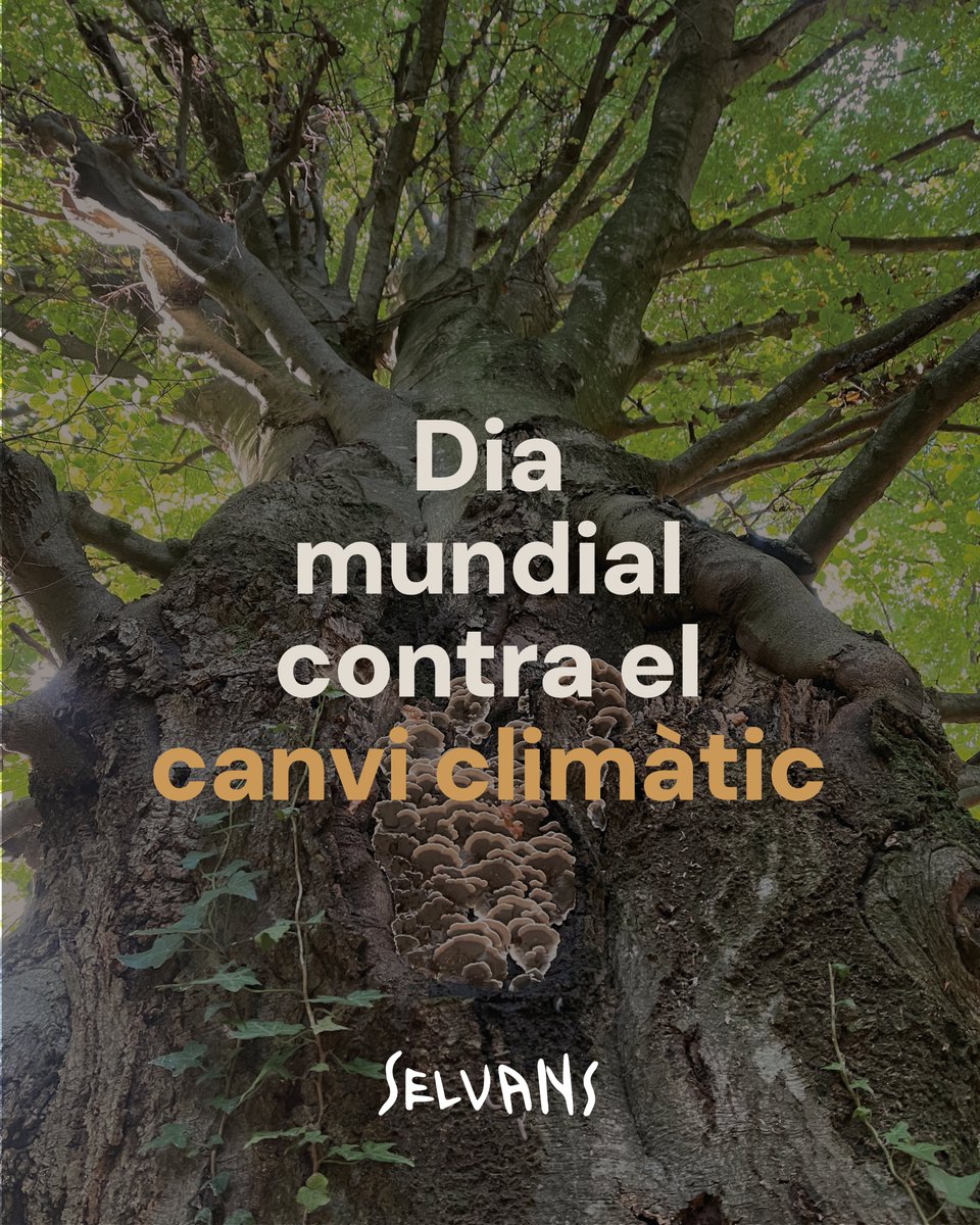 Fundació Sèlvans tweet media