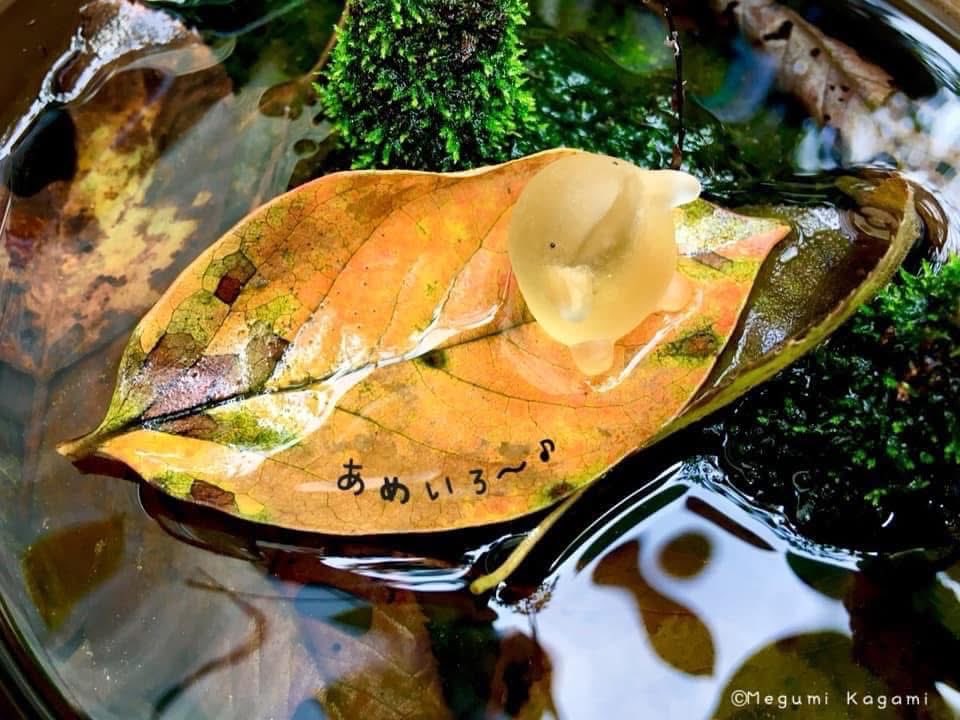 ひげくじら 加々美萌様作 ガラス作品 ハンドメイド 作家 おとも 鯨 ガラスのおとも＊加々美萌 (@415megu) / Posts / X