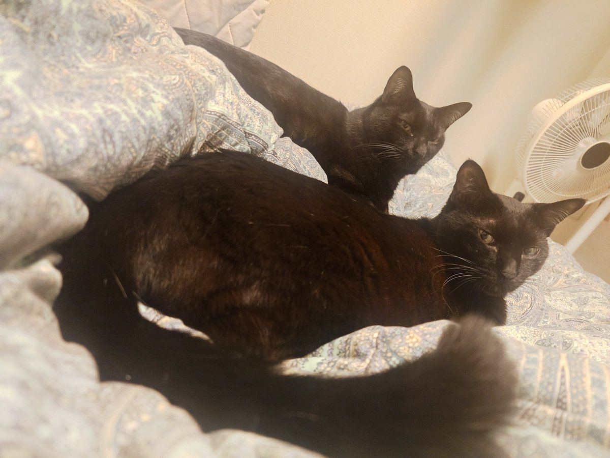 掛け布団敷いたらボッさんも来た🐈‍⬛🐈‍⬛ギャンカワッ！！！
