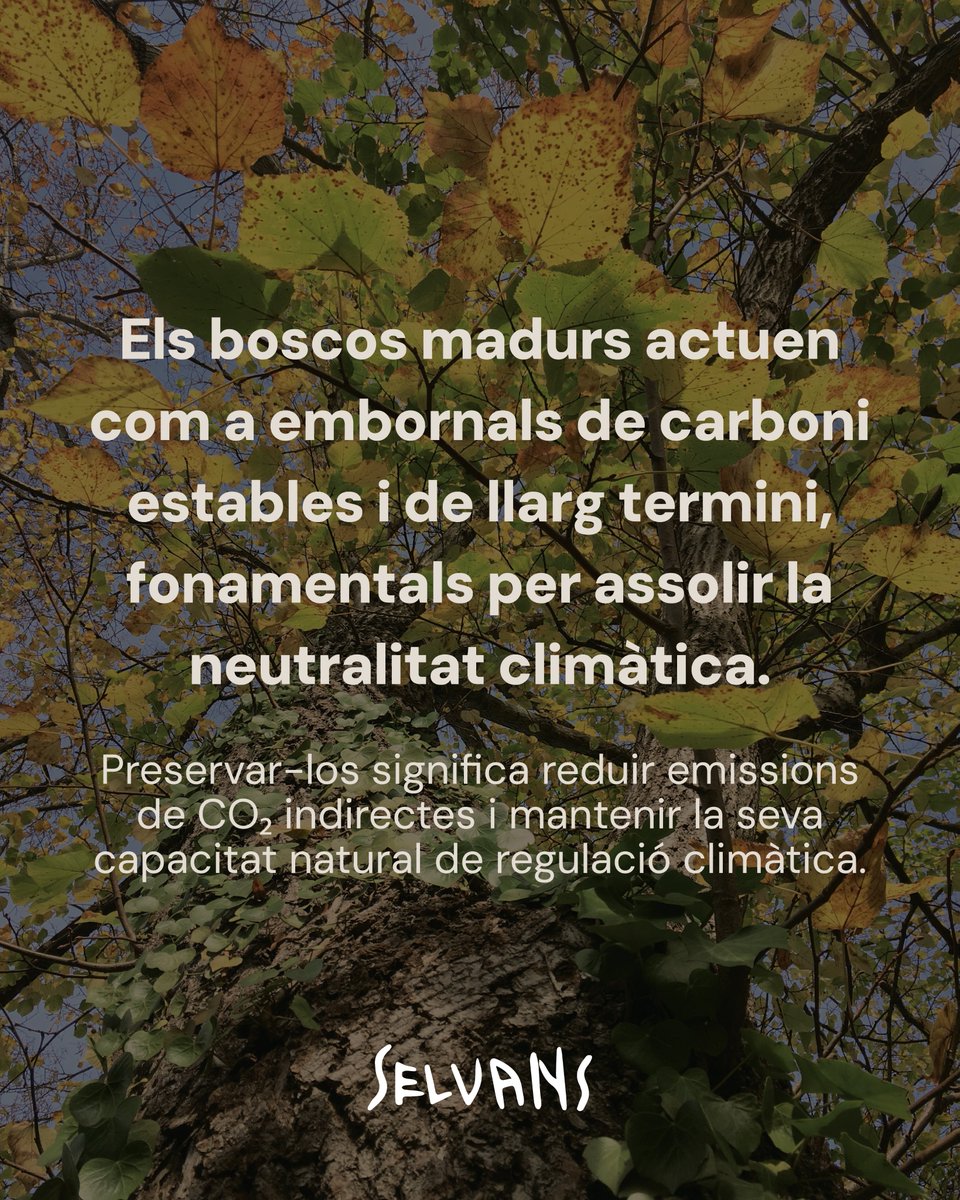 🌍 Avui, Dia Mundial del Canvi Climàtic, recordem que els boscos són una solució natural essencial per a la crisi climàtica. 🌿 Conservar-los és molt més que preservar natura: és reduir emissions, prevenir incendis, protegir la salut de les persones i assegurar un futur resilient