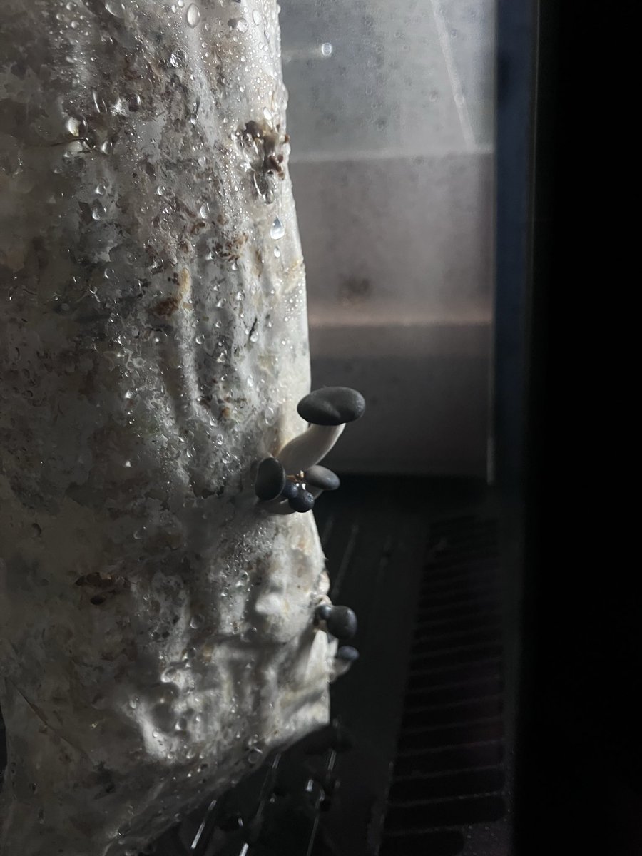 キノコッコ　ページ katsunobu yoshida on X