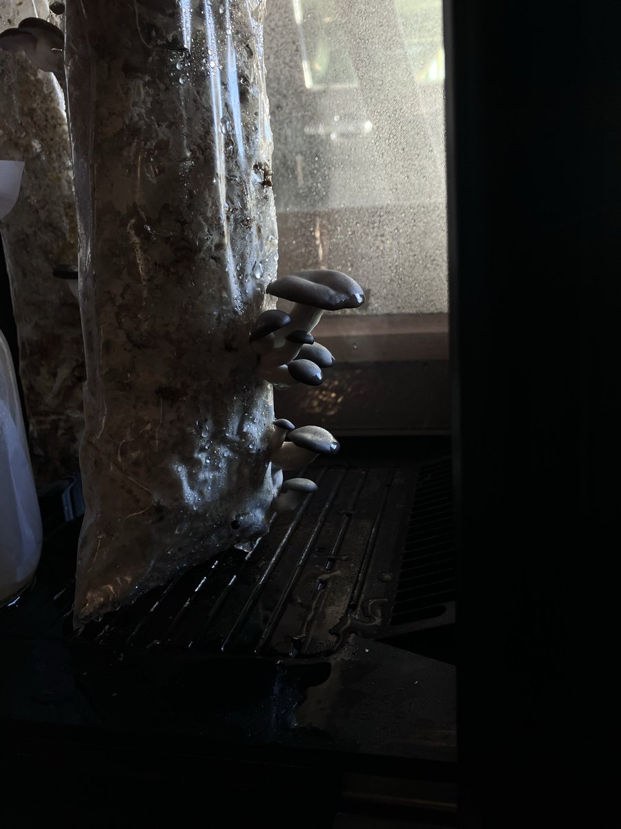 katsunobu yoshida on X