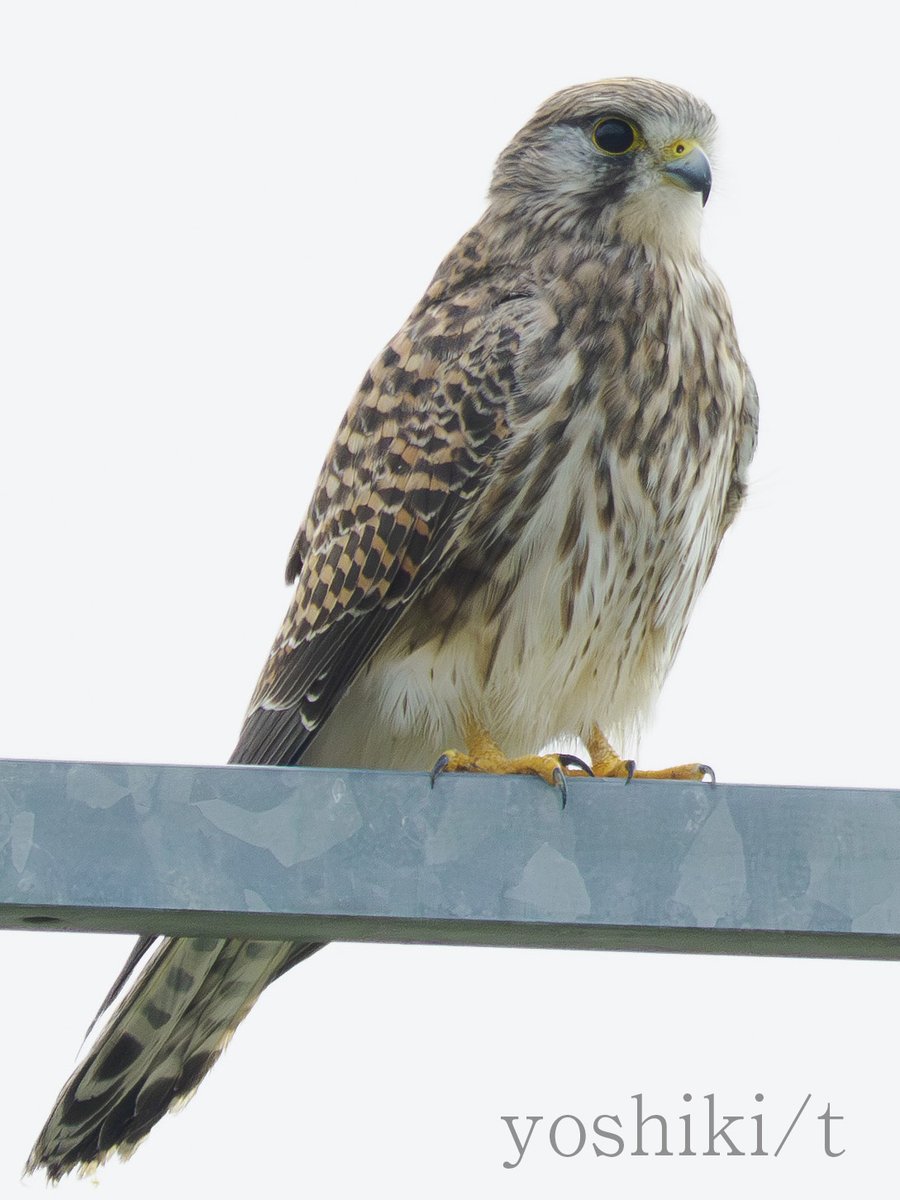 もみじ様 もみじ卍ゅう (@momiji_man_10) / Posts / X