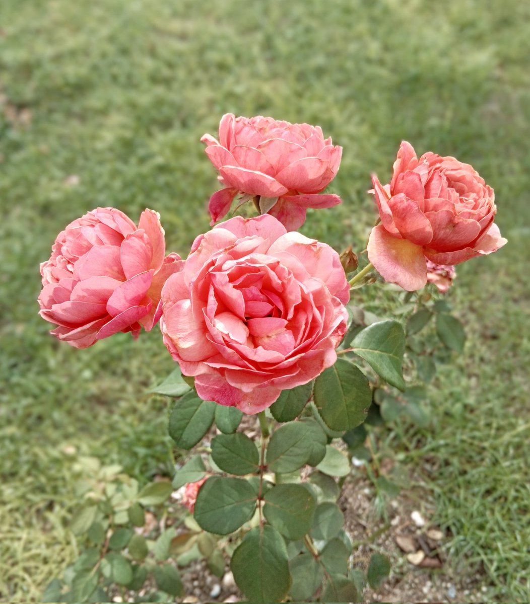 あんでパル on X