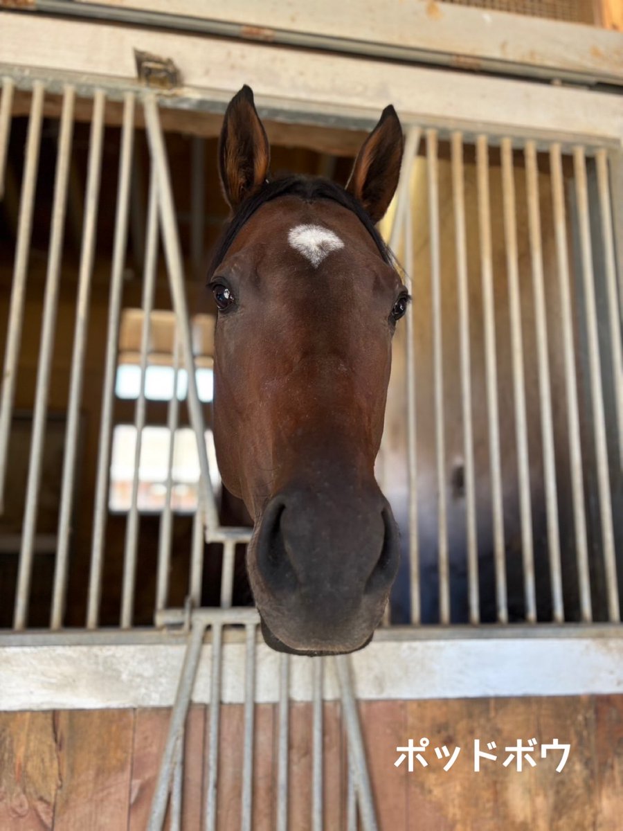 矢作芳人厩舎【公式】 on X