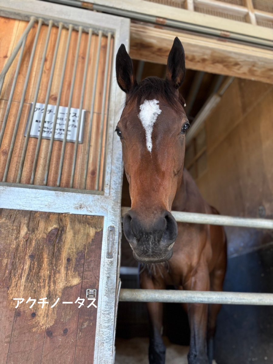 矢作芳人厩舎【公式】 on X