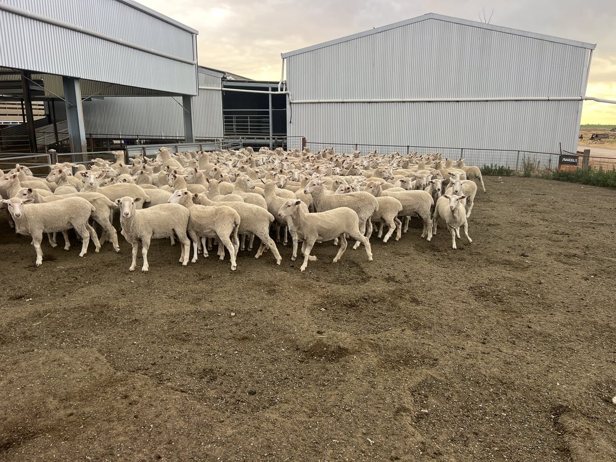Had a couple hundred ewe lambs in the Corowa store sale today. $278/hd average 49kg, happy days