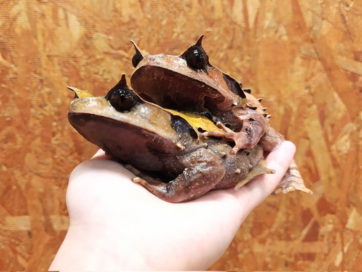 ✨入荷✨
︎
・インターメディアフトコノハガエル
可愛いコノハガエルならぬでっかくて格好良いフトコノハガエルです🍁

電話、メールでのお問い合わせお待ちしてます❗️
よろしくお願いします☀️