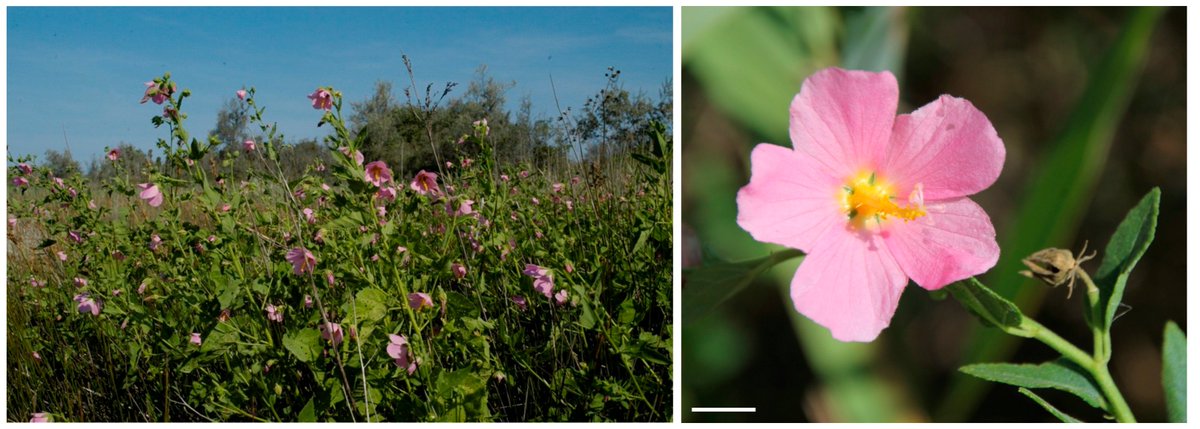 Horticulturae MDPI (@horticul_mdpi) on Twitter photo Horticulturae - New Published Paper🍀
📖Title: In Vitro #Propagation of the Endangered Kosteletzkya pentacarpos (L.) Ledeb: #Conservation Applications and Horticultural Prospects.
✍️Paper written by: Konstantinos Bertsouklis et al.
🔗Link: mdpi.com/2311-7524/11/9…
#MDPI Horticulturae - New Published Paper🍀
📖Title: In Vitro #Propagation of the Endangered Kosteletzkya pentacarpos (L.) Ledeb: #Conservation Applications and Horticultural Prospects.
✍️Paper written by: Konstantinos Bertsouklis et al.
🔗Link: mdpi.com/2311-7524/11/9…
#MDPI