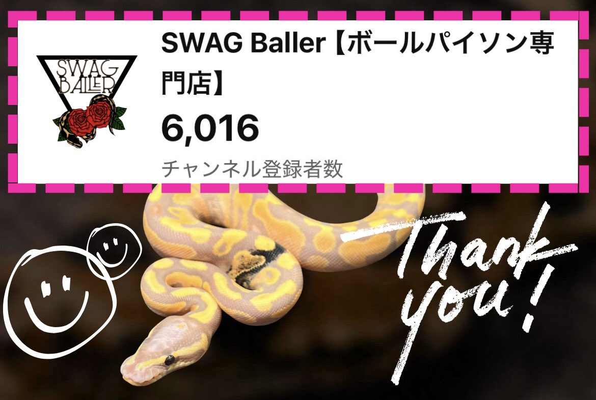 SWAGBaller0425's tweet image. ◤✨🎊-BIG NEWS-🎊✨◢
当店のYouTubeチャンネル📺💭
6,000人の方々…いつも見ていただき
ありがとうございます😊💖
何かしらの企画を計画中ですので🐌
ぜひ、お楽しみに…🤙🏻☀️
#ボールパイソン
#ballpython
#爬虫類
#Reptiles