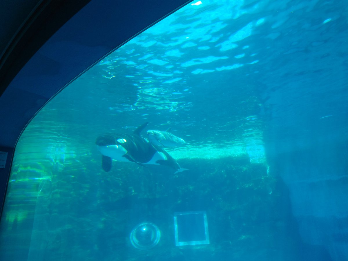 komasuke727's tweet photo. 名古屋港水族館たのしかった！ https://t.co/ozCdAHQUk8