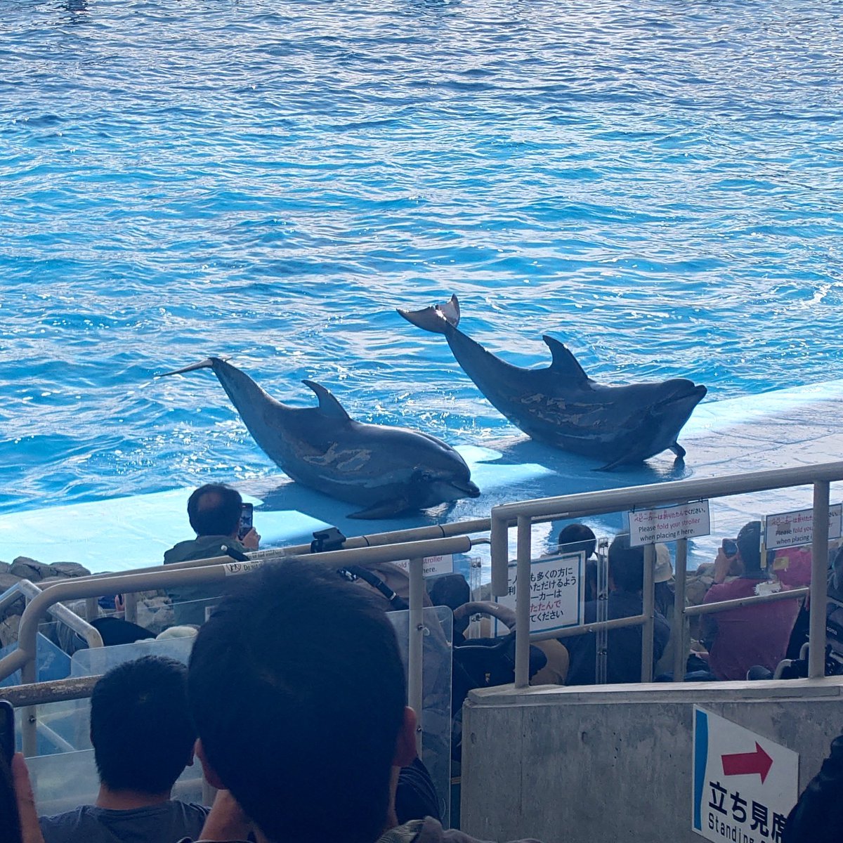 komasuke727's tweet photo. 名古屋港水族館たのしかった！ https://t.co/ozCdAHQUk8