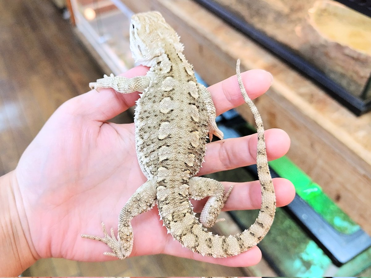 ✨入荷✨
︎
・ナタリアクシトカゲ
小さい体の割に大きなクレストが花弁のようで綺麗です🌼

・ローソンアゴヒゲトカゲ(国内CB)
見慣れると顔付きがフトアゴヒゲトカゲとは違うことがわかります( ⚆.⚆)(⦿ᴗ⦿)

電話、メールでのお問い合わせお待ちしてます❗️
よろしくお願いします☀️