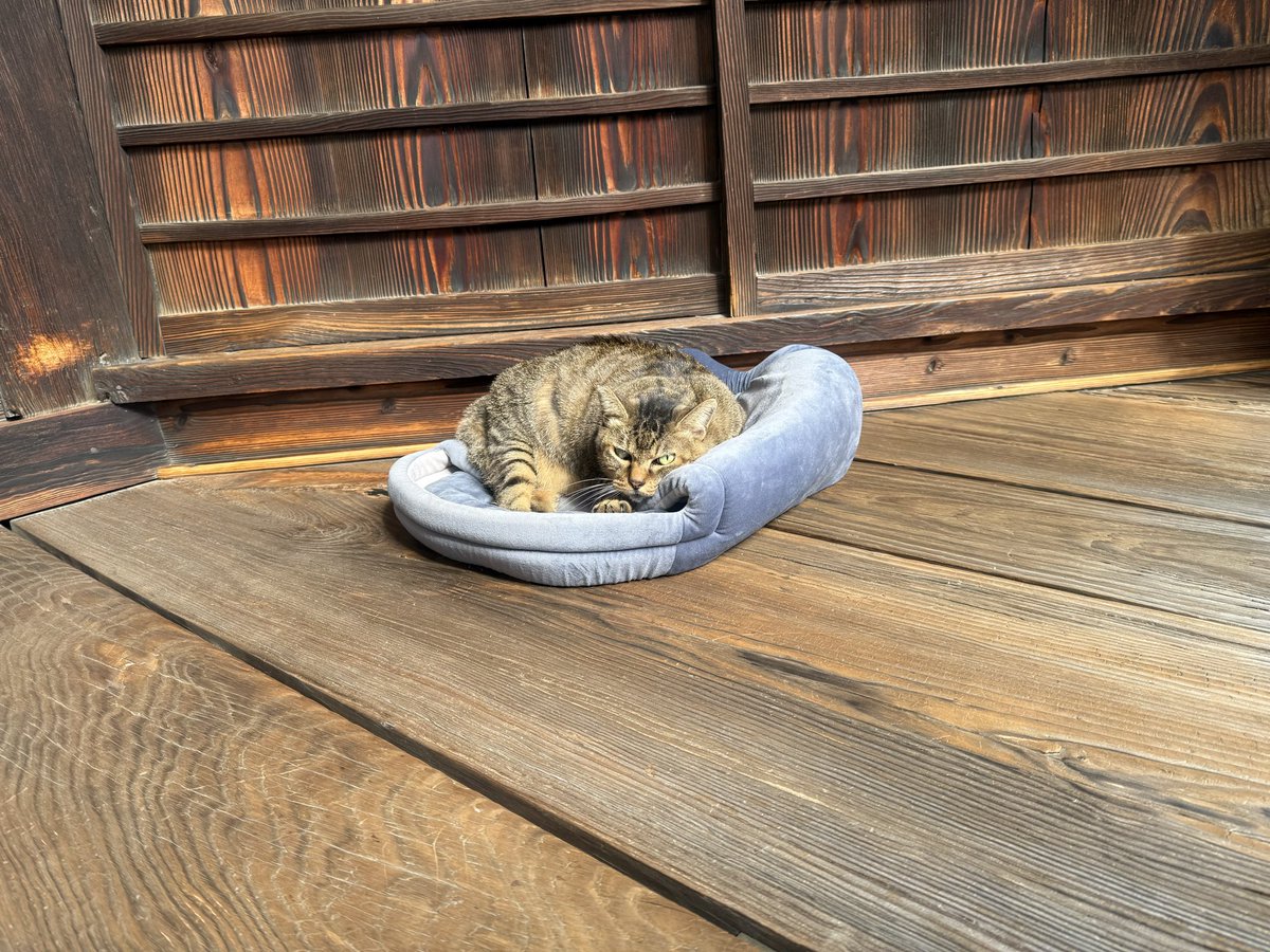 A.mayuko🐰ykhmの奴らはﾌﾟﾁｮﾍﾝｻﾞ🙌💙 on X