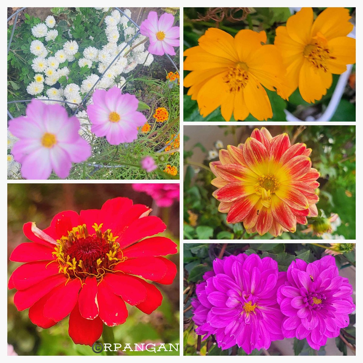 peREMnial's tweet photo. #FlowersOnFriday  
Fall for My Garden: a riot of late season blooms. 
In collage are pink &amp; yellow cosmos, red &amp; lavender-pink dahlias, white mums &amp; orange-red zinnia.
Have a Jayful weekend!
#mygarden 
#Flowers 
#gardening 
#OctoberFlowers
#Autumn
#Fall
#gardenshour 
#BlueJays🇨🇦 https://t.co/TgaAeOoWC2