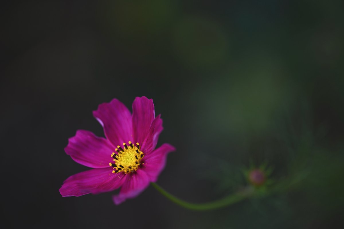 【するめページ】 📸kazumi (@zf1118kazumi) / Posts / X