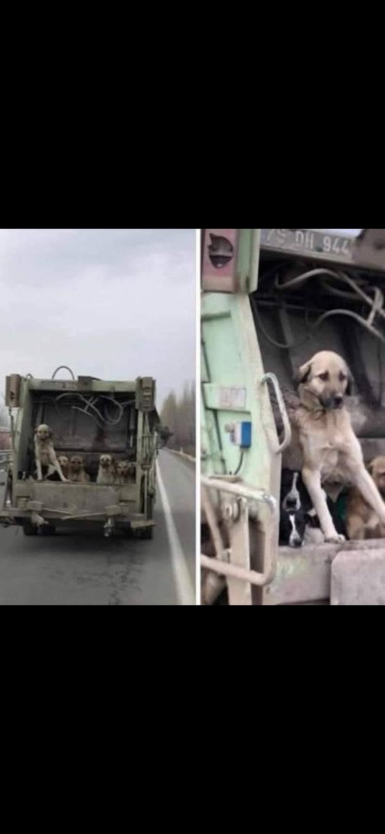 Yaşam hakkı idari kararlarla gasp edilemez. Bu kararların arkasında imzası olan herkes sorumludur.
#yasaklıkatliamıyapma