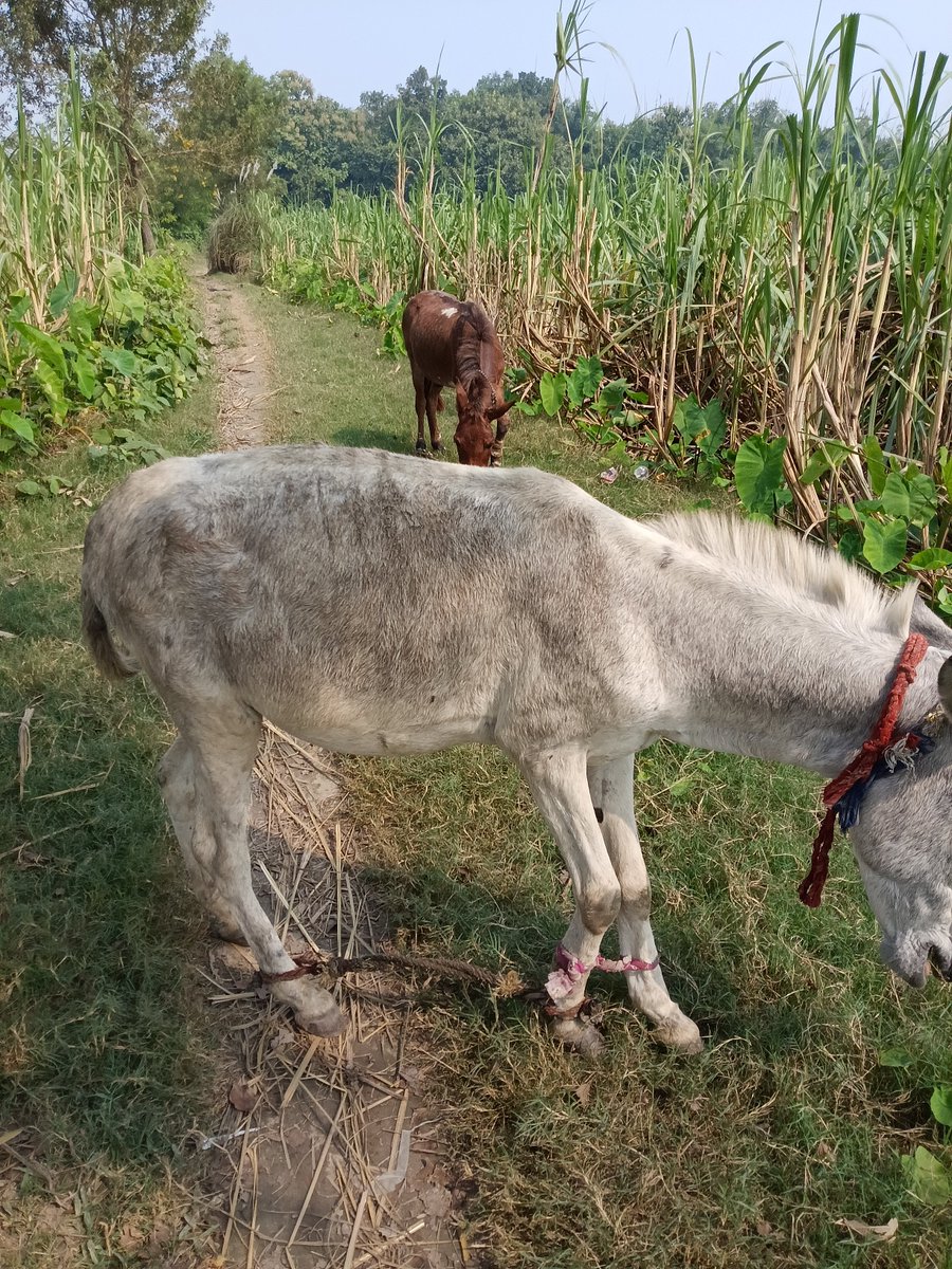 आज मैं जब कच्ची रास्ते से जा रहा था तो गद्दा हट नहीं रहा था रास्ता से,

कही के गधे बहुत जिद्दी होते हैं...