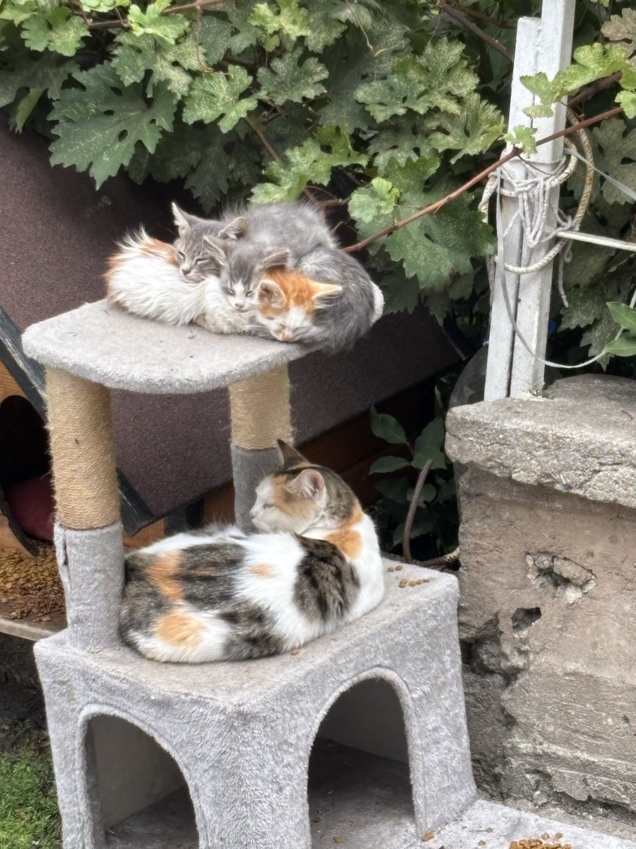 Günaydın, kimse mahrum kalmasın bu güzelliklerden, depresyona, anksiyeteye, son🐈🐈🐈🐈