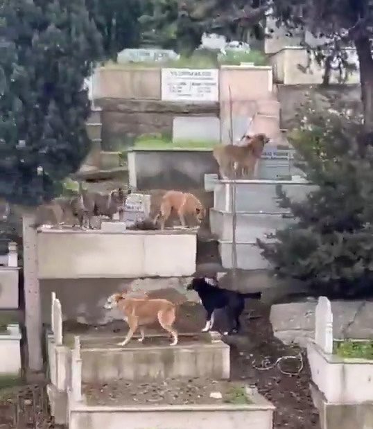 Mezarlık müdürü ve belediyeyi tebrik ediyorum. Kendilerine emanet edilen kurumu en güzel şekilde koruyor ve işletiyorlar.