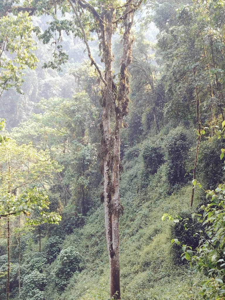 niyopatrico's tweet image. 🌳 Ficus sur — the African fig that feeds life!
Its fruits are a key food source for chimpanzees 🐒, birds &amp;amp; forest wildlife.
Protecting this tree means preserving biodiversity &amp;amp; forest balance. 🌿
 #Forestry  #Biodiversity #Ecology @NyungwePark @_EcotourismNy @StayNyungwe