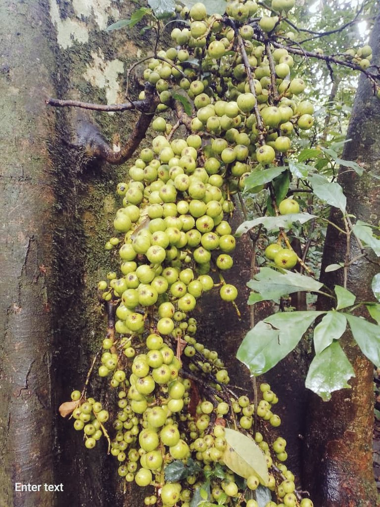 niyopatrico's tweet image. 🌳 Ficus sur — the African fig that feeds life!
Its fruits are a key food source for chimpanzees 🐒, birds &amp;amp; forest wildlife.
Protecting this tree means preserving biodiversity &amp;amp; forest balance. 🌿
 #Forestry  #Biodiversity #Ecology @NyungwePark @_EcotourismNy @StayNyungwe