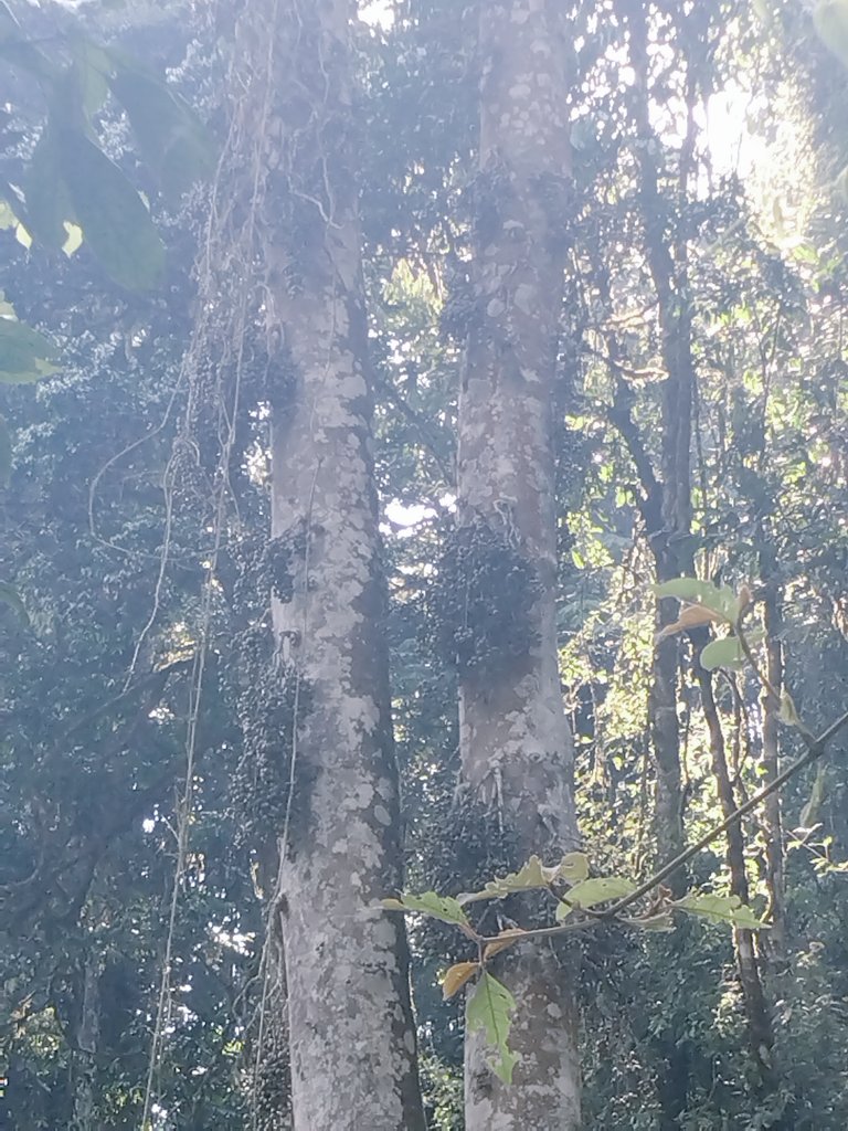niyopatrico's tweet image. 🌳 Ficus sur — the African fig that feeds life!
Its fruits are a key food source for chimpanzees 🐒, birds &amp;amp; forest wildlife.
Protecting this tree means preserving biodiversity &amp;amp; forest balance. 🌿
 #Forestry  #Biodiversity #Ecology @NyungwePark @_EcotourismNy @StayNyungwe