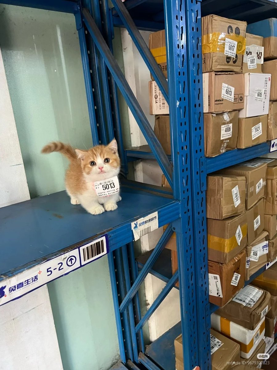 nocontextscats's tweet image. He's back in stock!!!!