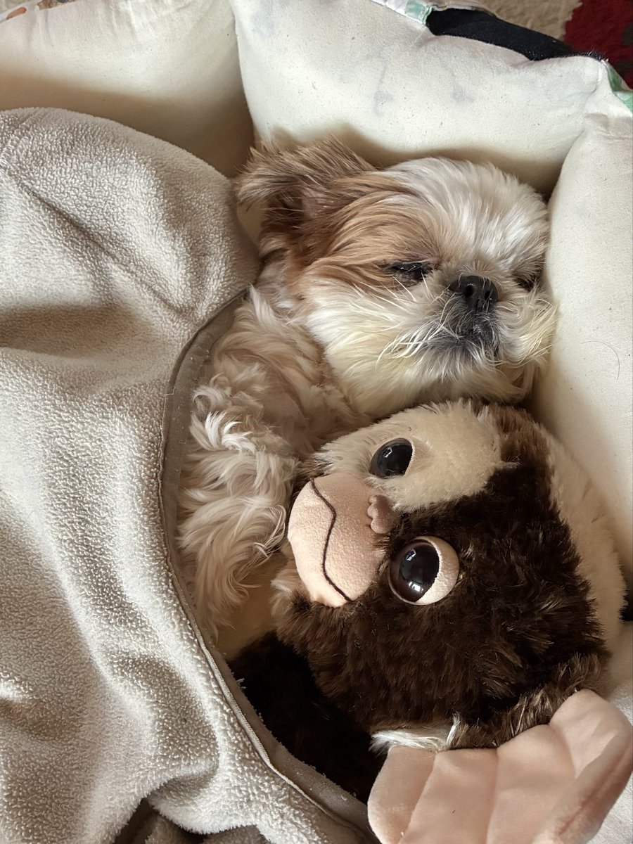 【SOLD】お正月❁飾り シーズー SOLD】お正月❁飾り シーズー