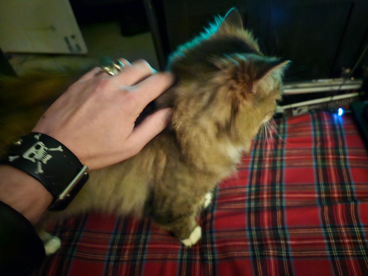 Styx666Official's tweet image. The cat has a new scratchy pad and dad gave her catnip like five times. She's higher than Snoop lol