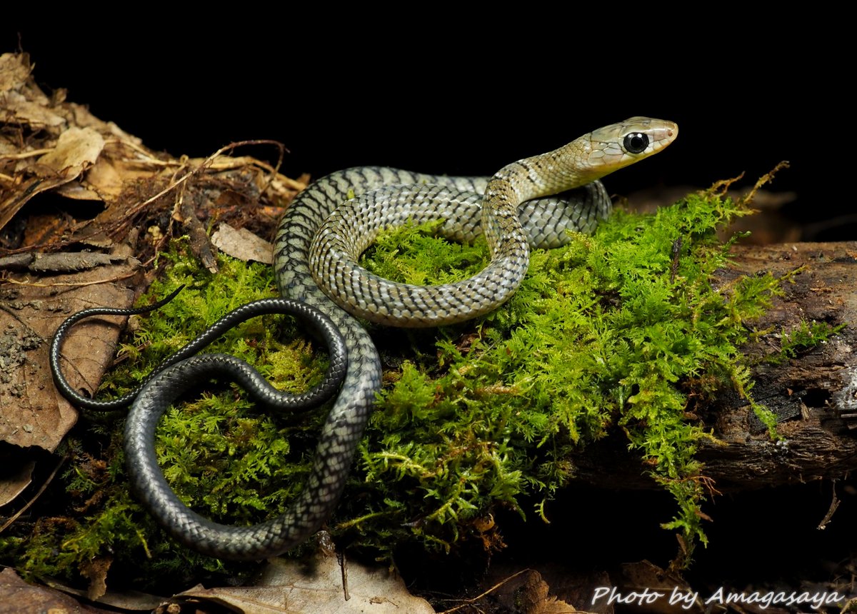 ぴーちゃん （合)Bebe Rep.11/2【EXPO東京】に出店致します