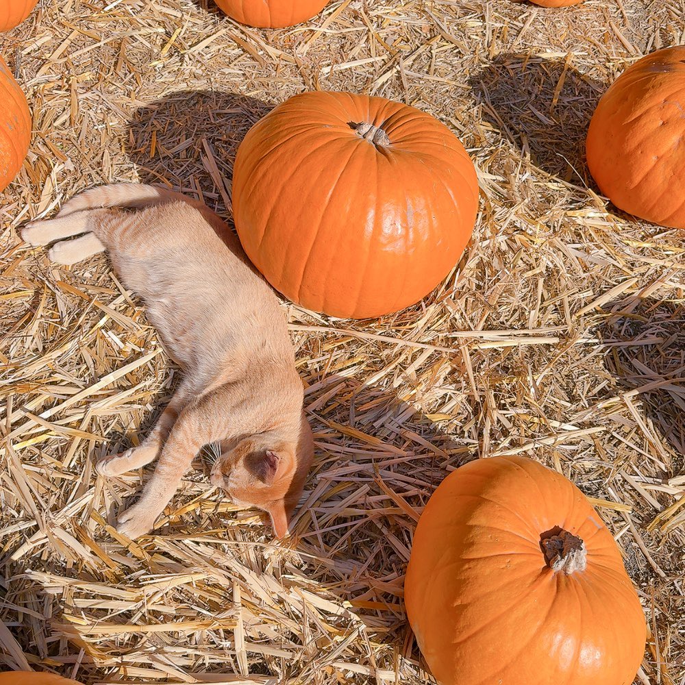 勝手ながら少しタイムラインを和ませたく、私のお気に入りのねこ写真をシェアさせてください🐱

まさかのカボチャの中で寝ているねこさんです🎃🐈
（この時期のアメリカでは自宅に飾るためのカボチャを販売している農場がちらほらあり、その中にいた子です🐱）