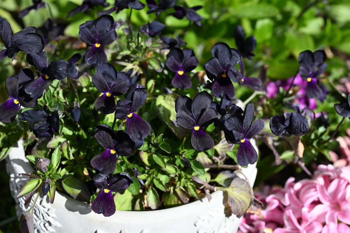 本日のradio♬
 #fmfuji  #フライデーパンチ
Lea’s Style♪15:00〜

来週はハロウィン🎃ですね👻
今日はハロウィンカラーの植物を紹介します。
黒い花ってあるんですよー↓↓#ブラックビオラ
お楽しみに💕　#綿半