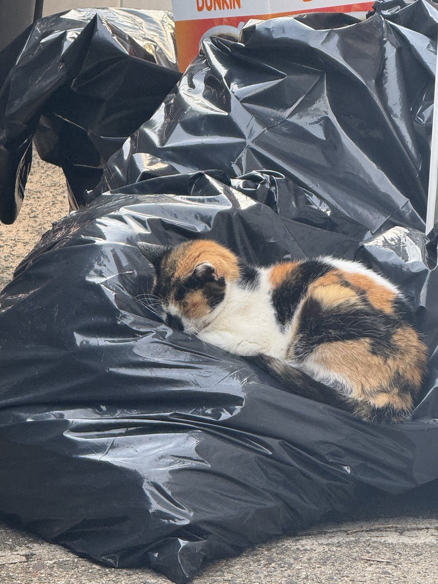 Photo I took of a feral cat near me 🥺