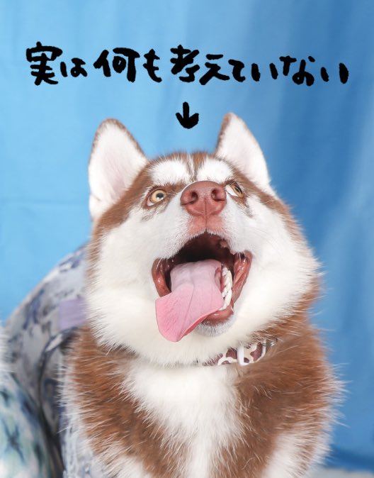 ★ いんちゃんページ ★ 楽天市場】イングリッシーナ ベビーカー用ベビーコンフォート