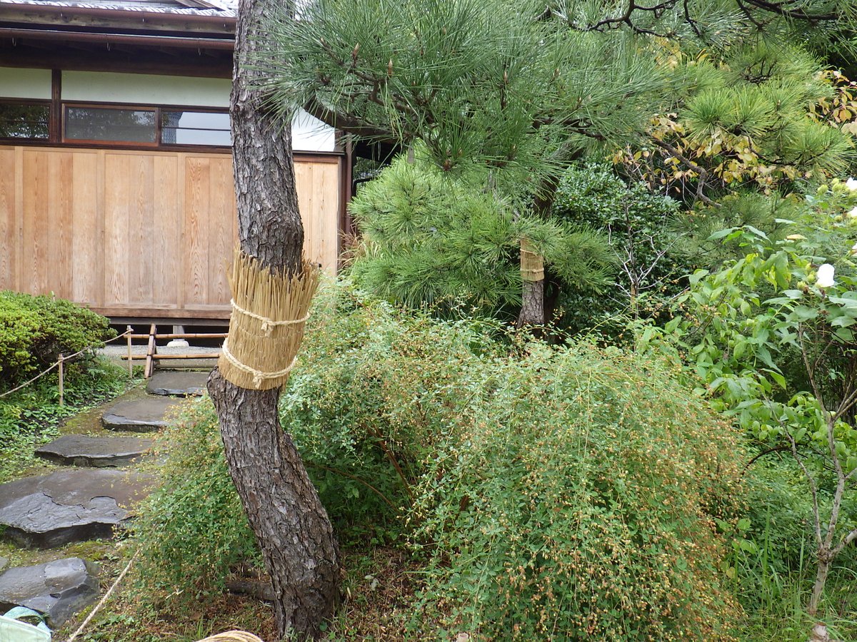 その他観葉植物 moomooo アグラオネマ ピクタム トリカラー 【観葉植物 3号／1個売り