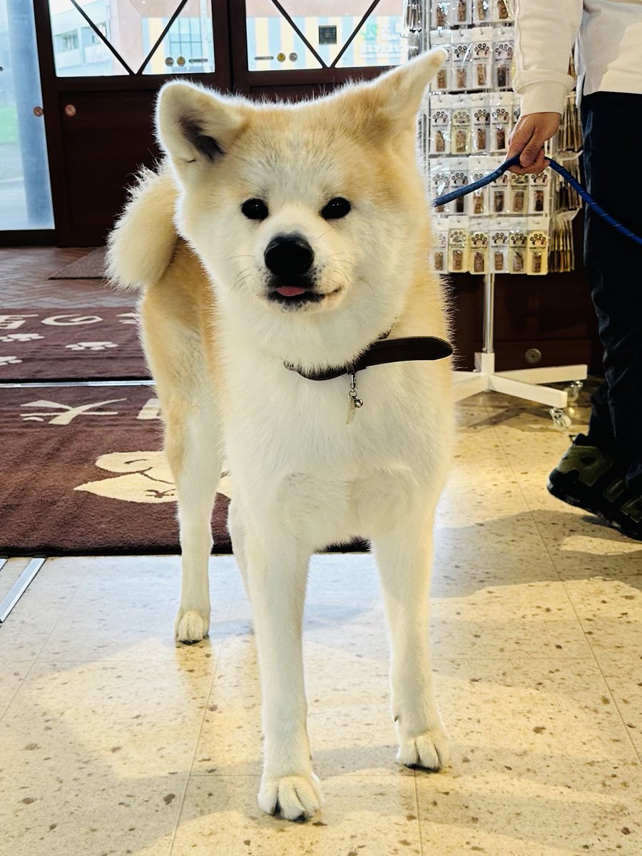 秋田犬★ 左向き秋田犬（大）｜WooBia公式オンラインショップ – WooBia