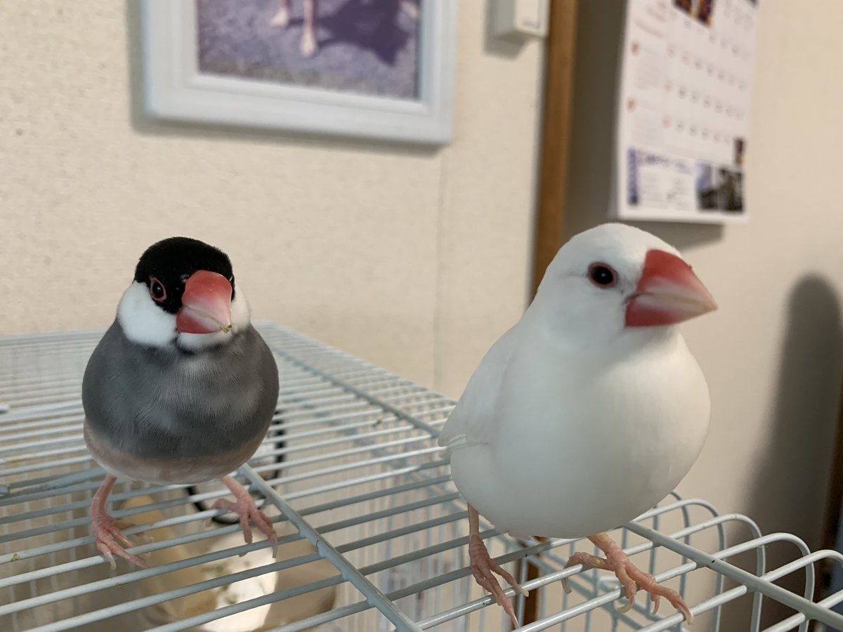 5151bunbun's tweet photo. 文鳥の日、おめでとうございます🙂🎊🎉
動いちゃってなかなか撮らせてくれません💧
なんでもない写真😅
でも元気なので幸せ。

#文鳥 https://t.co/MO8DLuUQo1