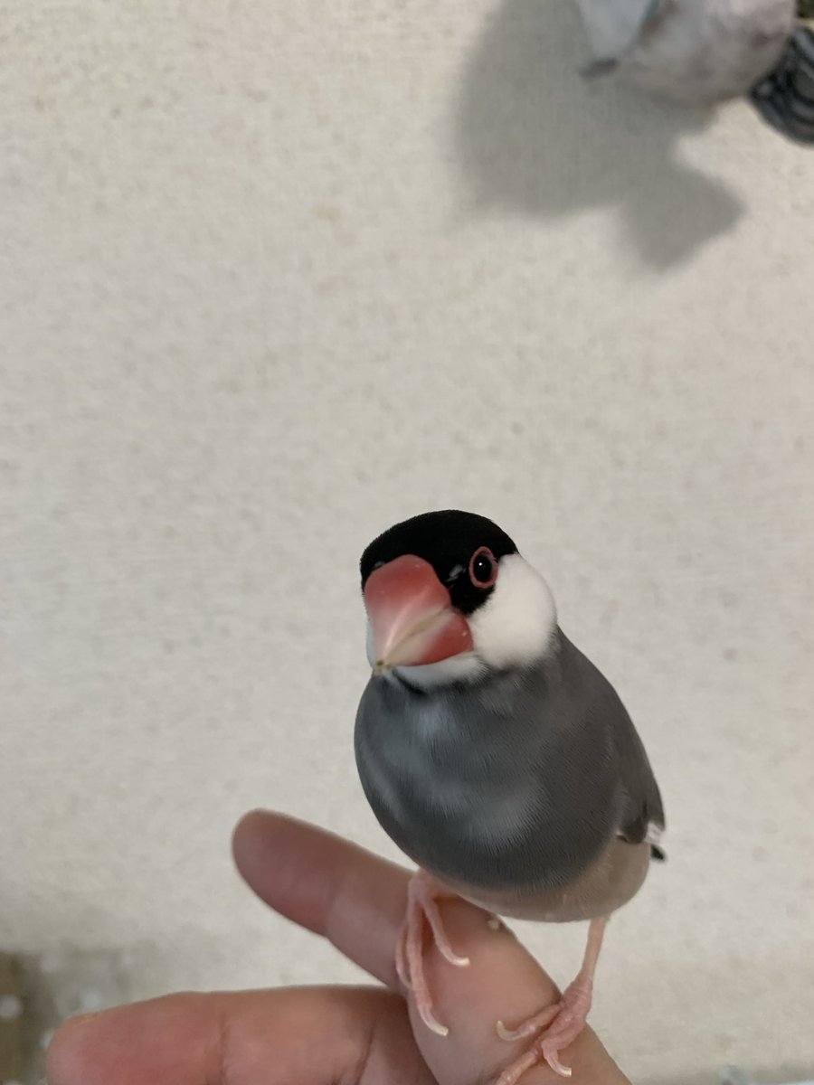 5151bunbun's tweet photo. 文鳥の日、おめでとうございます🙂🎊🎉
動いちゃってなかなか撮らせてくれません💧
なんでもない写真😅
でも元気なので幸せ。

#文鳥 https://t.co/MO8DLuUQo1