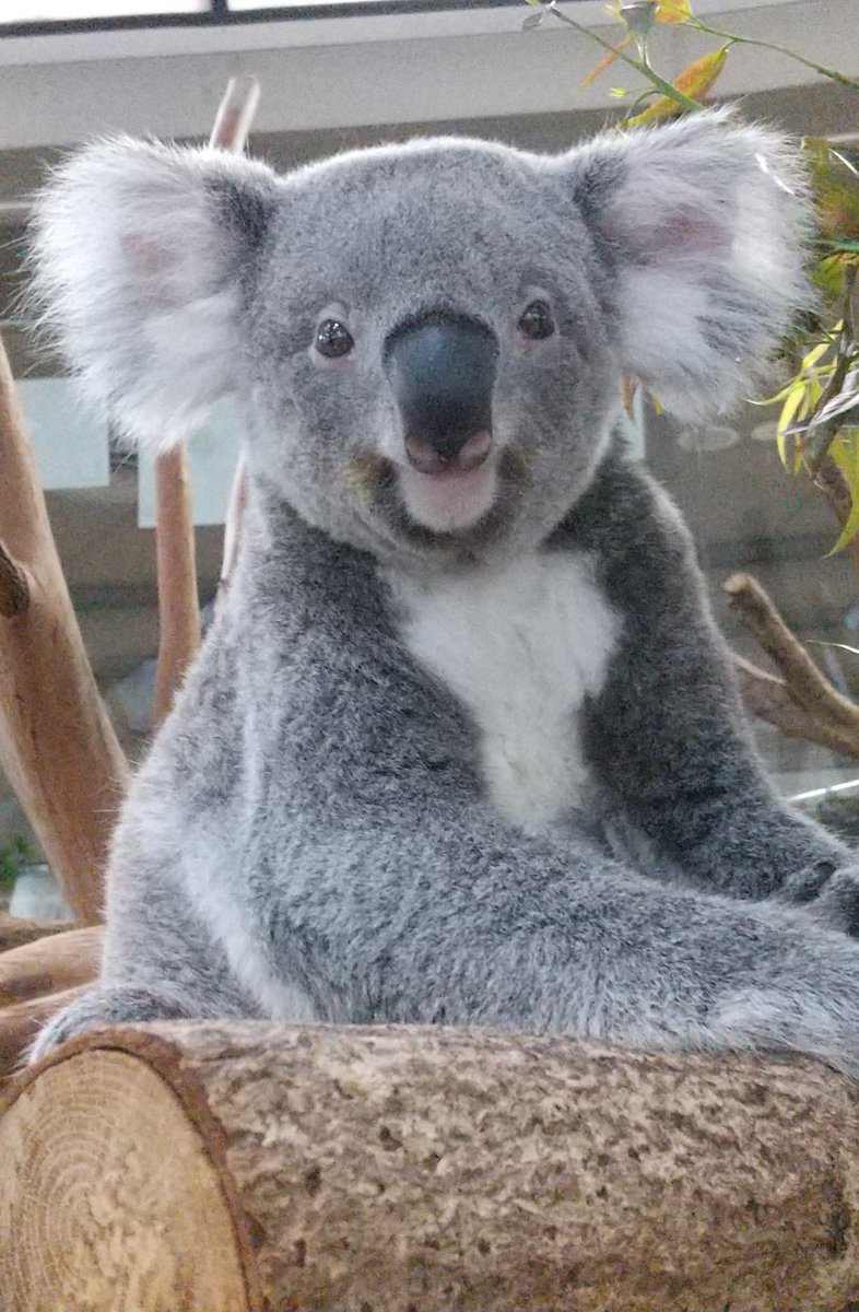 G4ANI4jXMAA4ugh.jpg?format=jpg