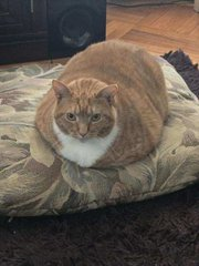 This may be the final urgent tweet
for darling chonky "Dorito" very sweet!
This girl faces death on 10/25 it's true
&amp; needs an angel &amp; could that be you?
To adopt from NYC ACC go to the link
as it's later than we think!
Tag <a href="/AdamsPaulGrimke/">Kayleigh Spencer</a> with pledges!
BEYOND LAST CALL! 🙏