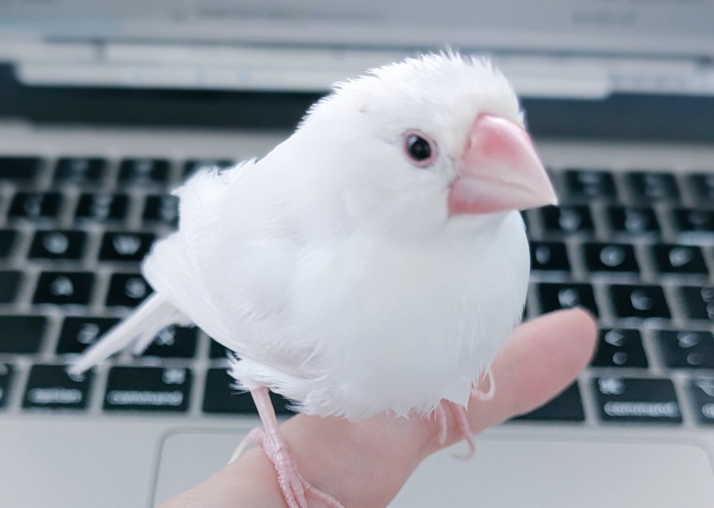 最近の文鳥さん、なぜかにんげんの顔面に飛びかかってくるのだけど（かわいい）、今日いよいよにんげんの眼球をピンポイントに狙ってつついてくるようになって完全に危険物（いたい）