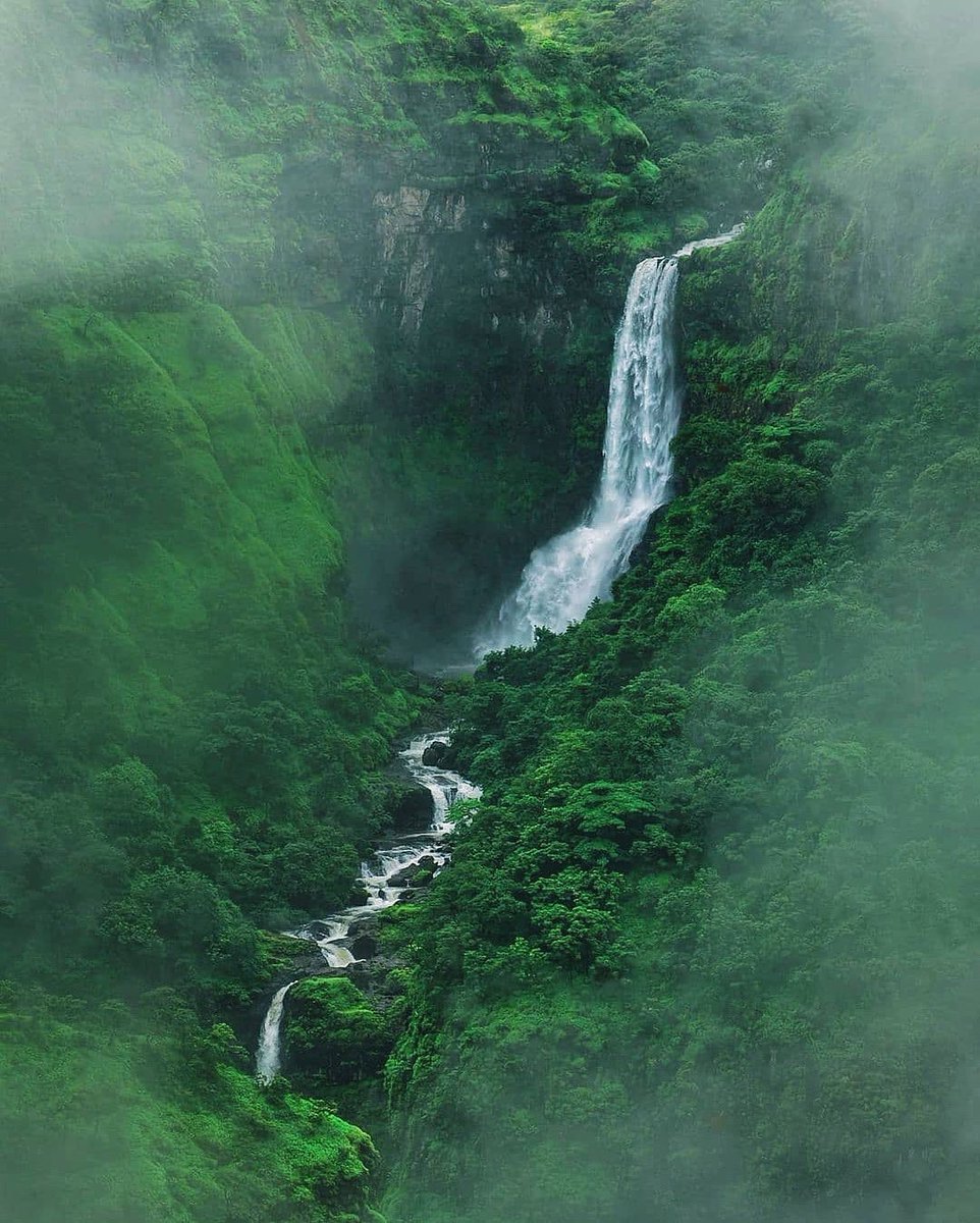 earthcurated's tweet image. Deep in the jungles of India 🍃