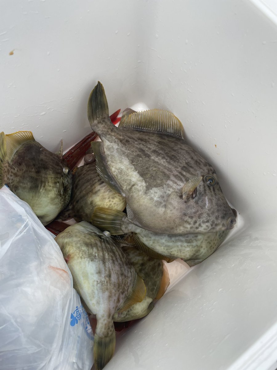 今日は数も大きさも絶好釣だったぜー! 