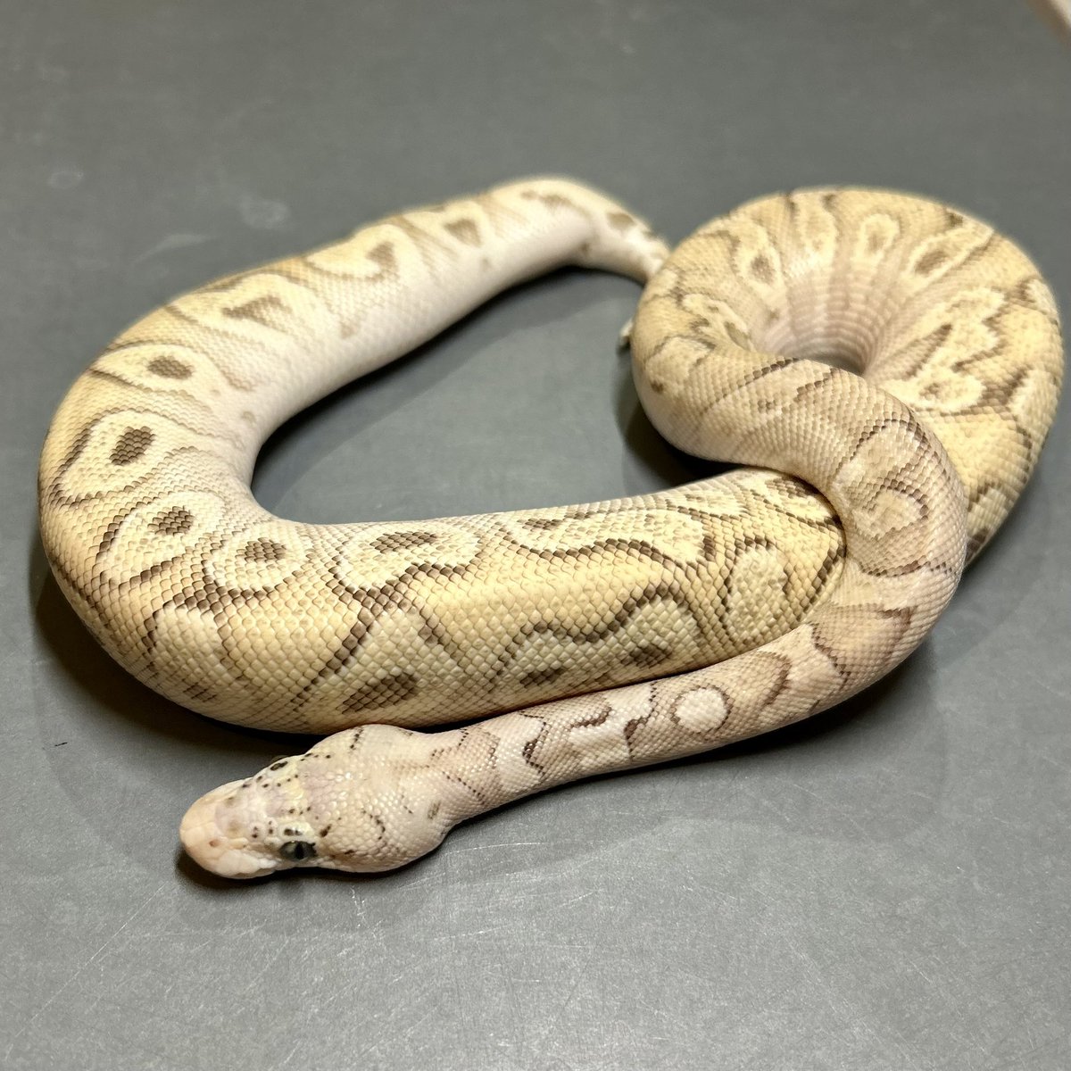 Kayo296's tweet image. ニットの季節になった✨
今年は何を編もうかな…😊
#ボールパイソン #ballpython
OD RS GHI Pastave Clown Poss Super OD♂