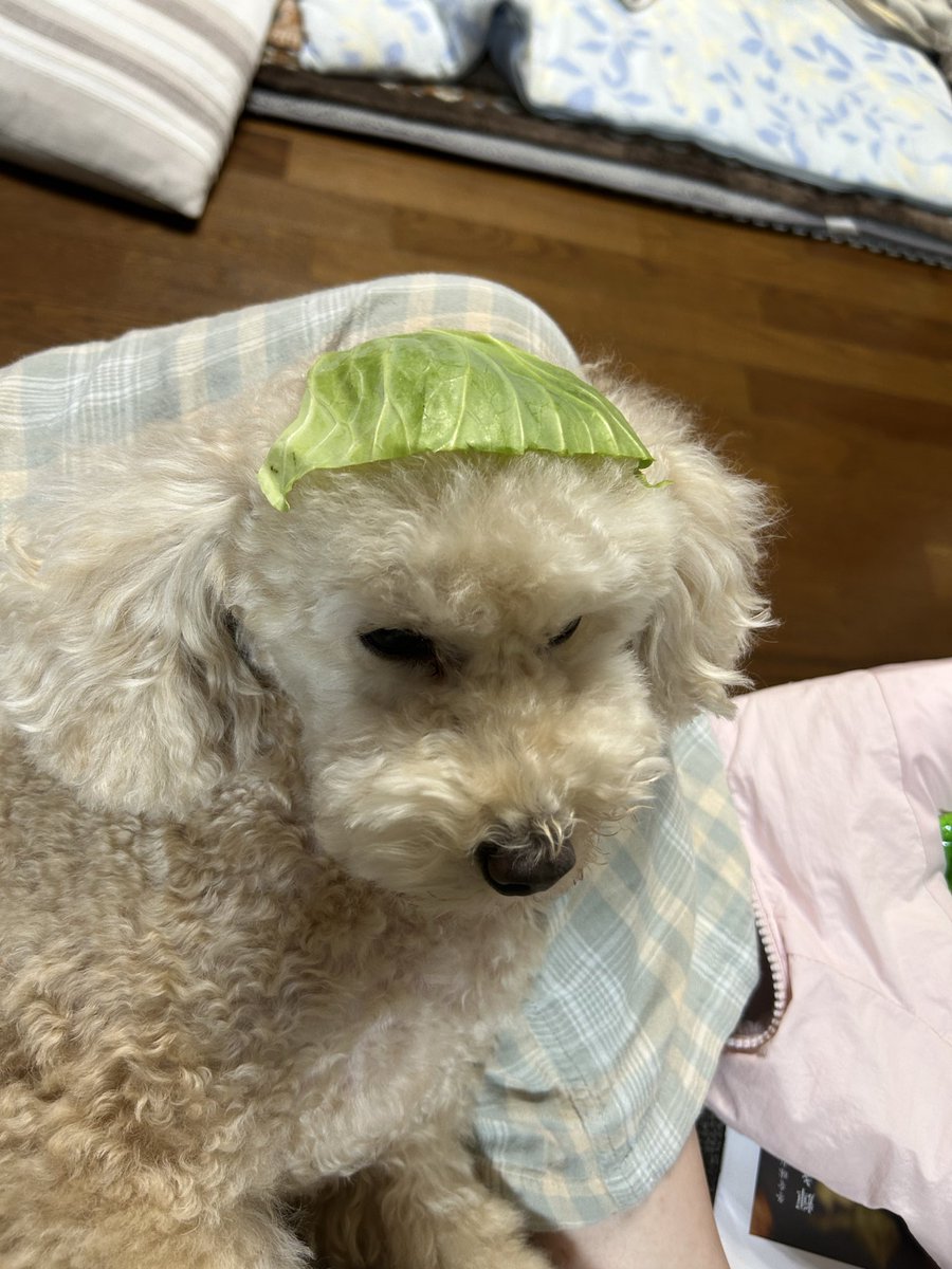 ri_XqX's tweet photo. 自然派ママに育てられている犬のコスプレ https://t.co/KIzhfMgLHL