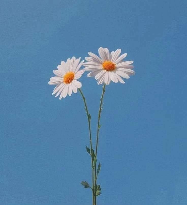 पुनर्जन्म सत्य नहीं है, प्रियतमा
क्योंकि जो प्रेम कर ले
वह मृत्यु से परे जीता है।

आत्मा नहीं लौटती बार–बार
पर स्मृति लौट आती है
तेरे नाम के संग, तेरी सुगंध के संग।

शायद हम फिर न मिलें इस लोक में
पर हर जन्म की संध्या में
तेरी छवि दीप बनकर जलती रहेगी।

मैंने जाना है
प्रेम ही