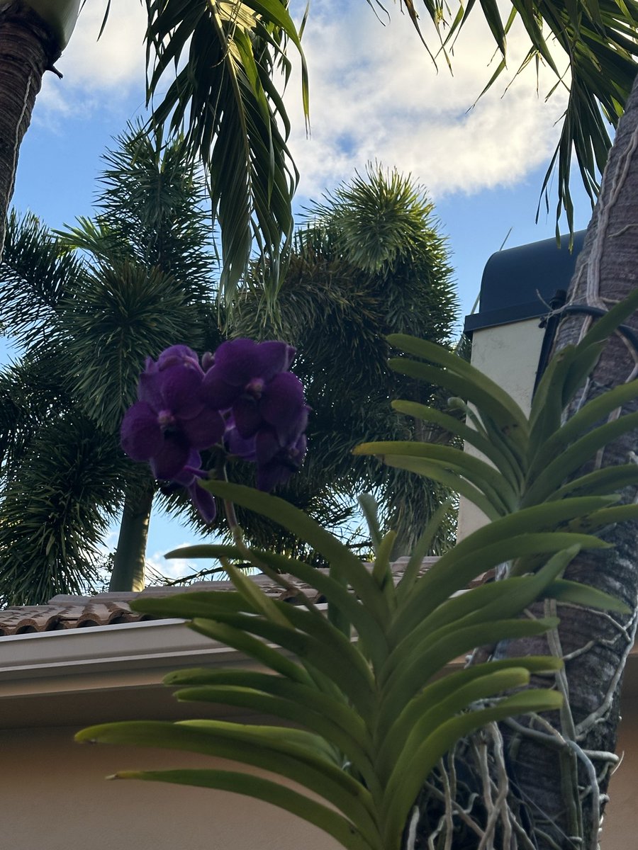 Irma1038's tweet photo. Después de tanto tiempo floreciendo mis orquídeas https://t.co/DPmCJNj4JF