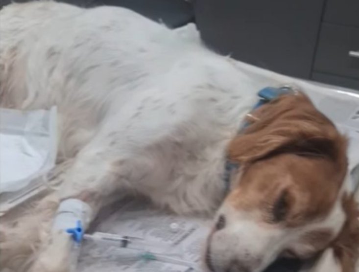 Όταν το τέρας 
δεν συλλαμβάνεται (Όλιβερ),
το έγκλημα θα επαναλαμβάνεται.
ΑΝΙΚΑΝΟΙ ε ΑΝΙΚΑΝΟΙ🤬
#ζωα_σε_κινδυνο