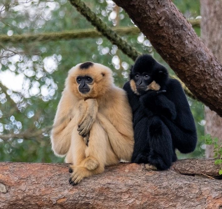 It's International Gibbon Day, so we're celebrating our amazing acrobats! We'll be going live at some of the houses later this morning, trying to catch their morning songs, and chat to some of the keepers.
We're expecting to go live @9:30am on Facebook. 
📷 : Kim &amp; Tien by Wendy